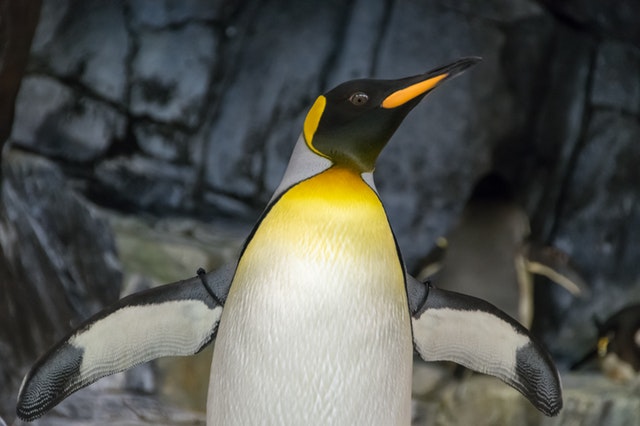 penguin